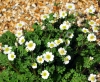 Show product details for Callianthemum coriandrifolium